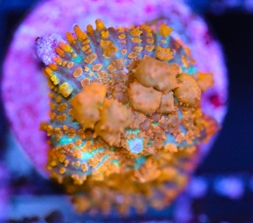 Frag Box Corals