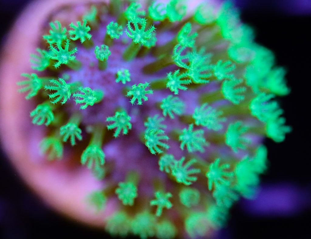 Frag Box Corals