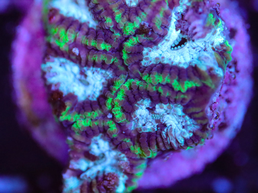Frag Box Corals