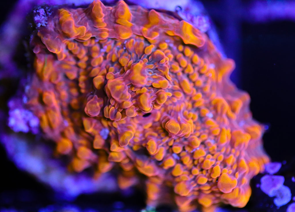 Frag Box Corals