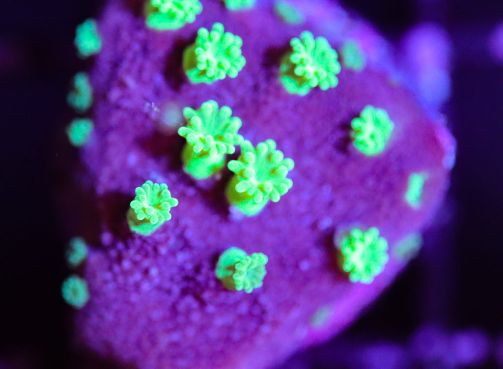 Frag Box Corals