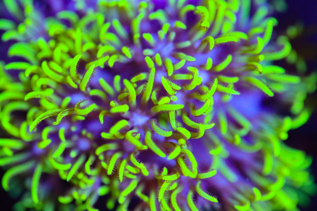 Frag Box Corals