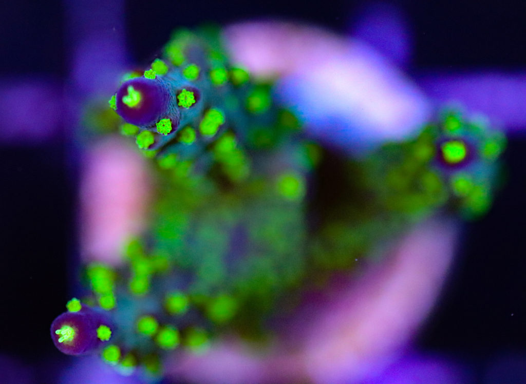 Frag Box Corals