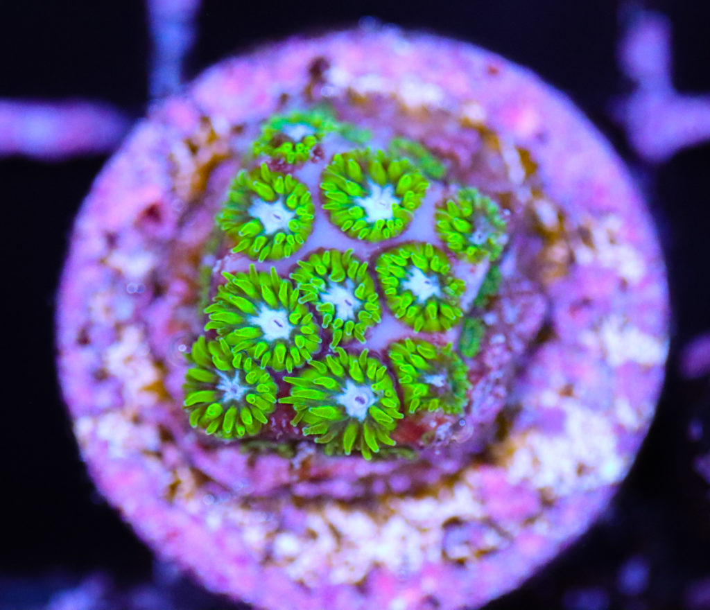 Frag Box Corals