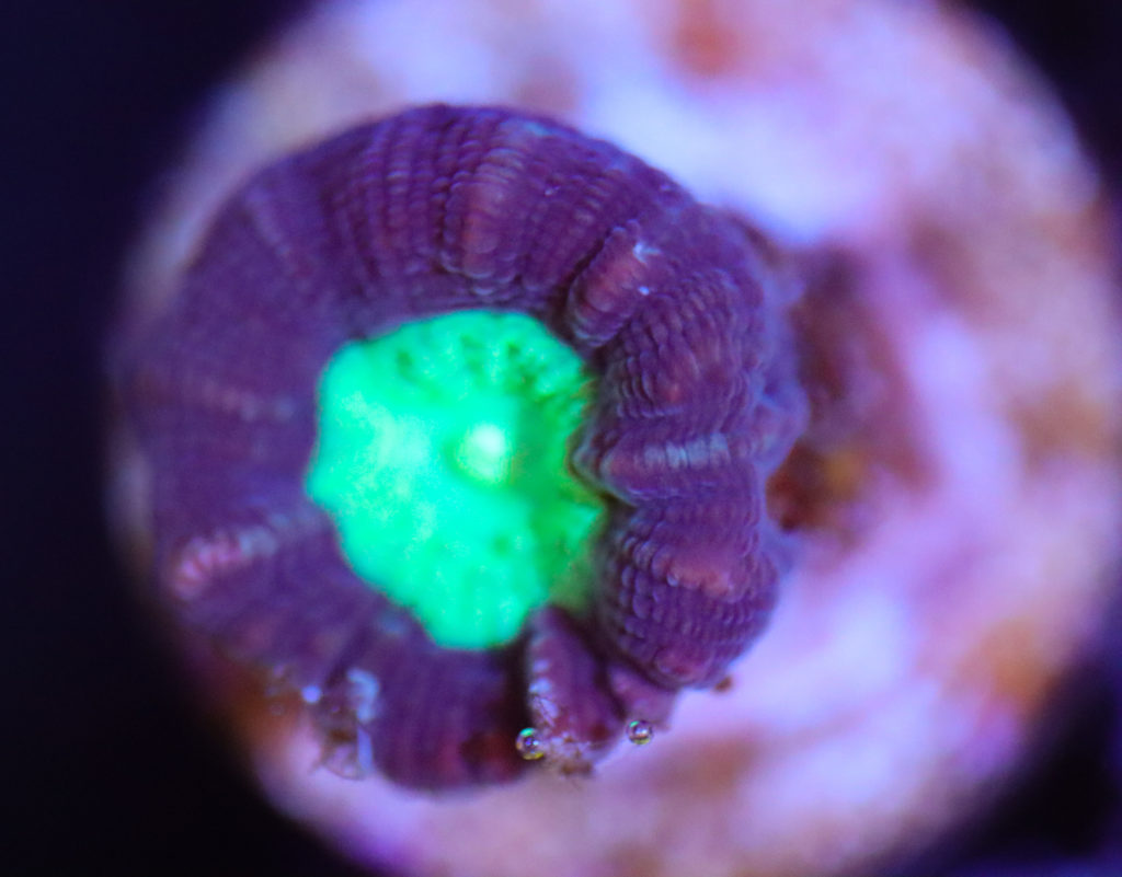 Frag Box Corals
