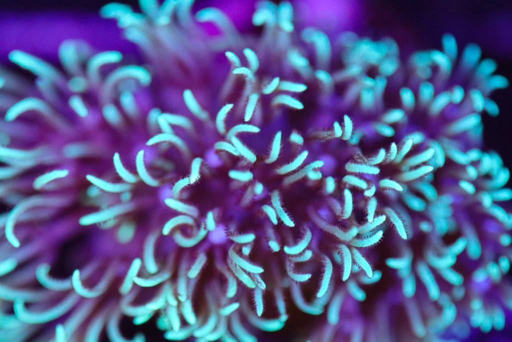 Frag Box Corals