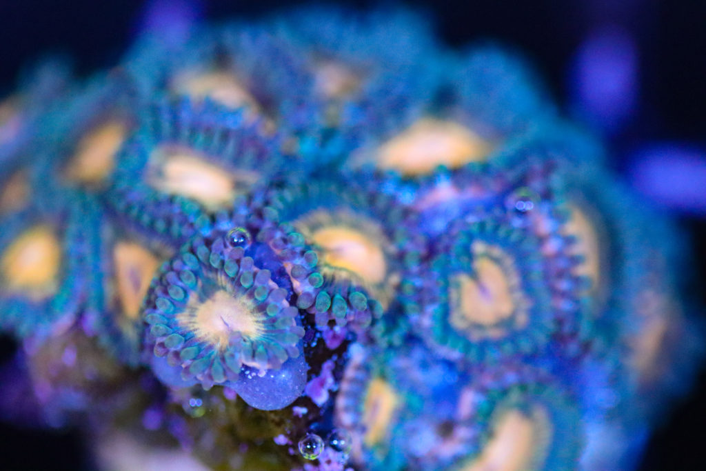 Frag Box Corals