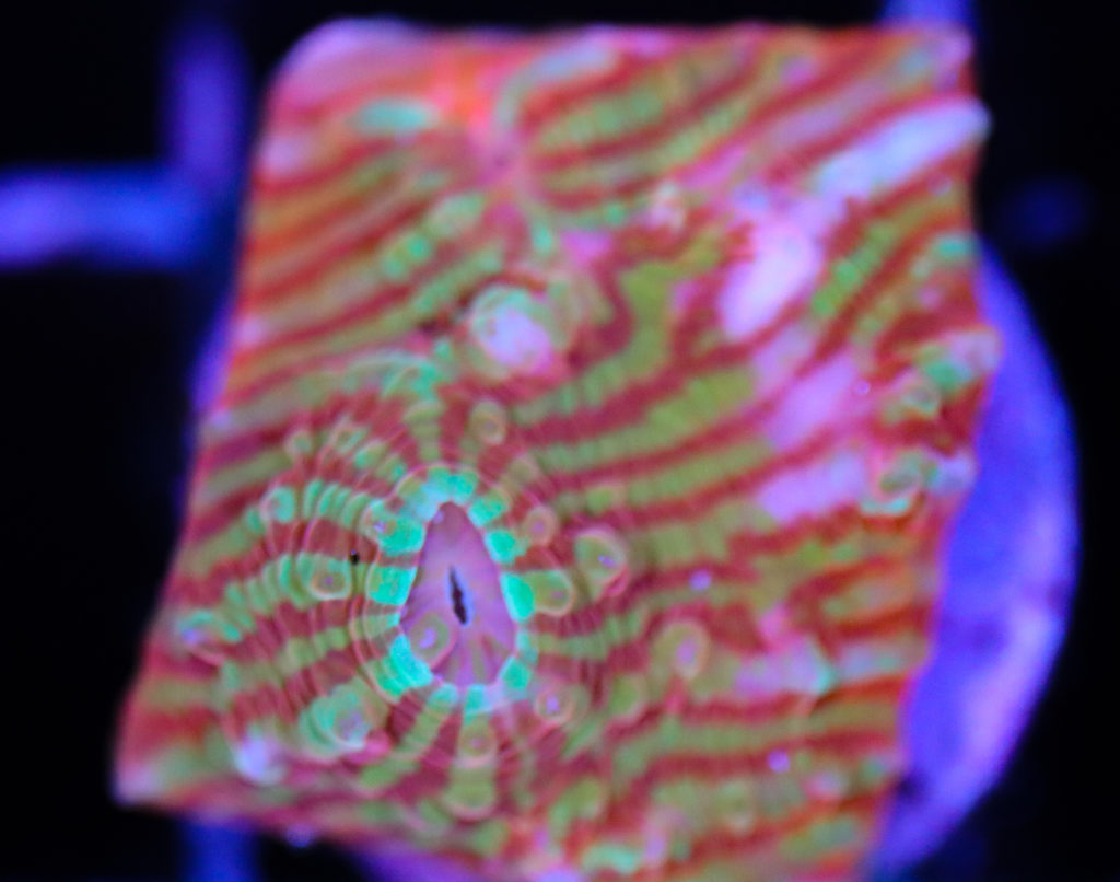 Frag Box Corals