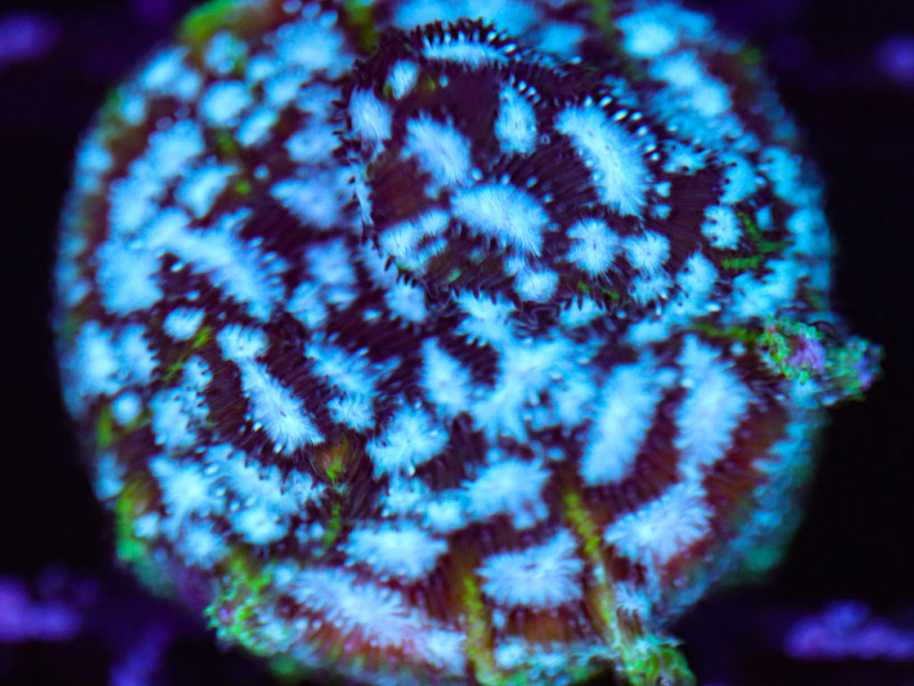 Frag Box Corals