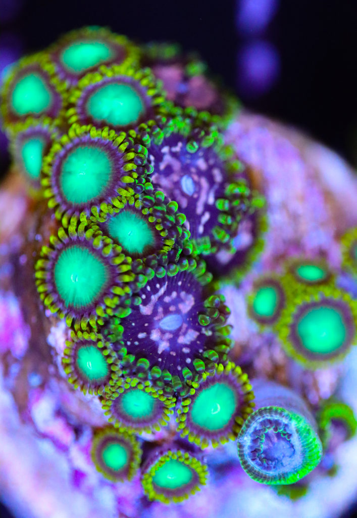 Frag Box Corals