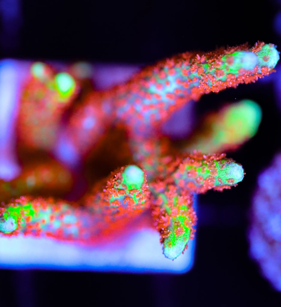 Frag Box Corals
