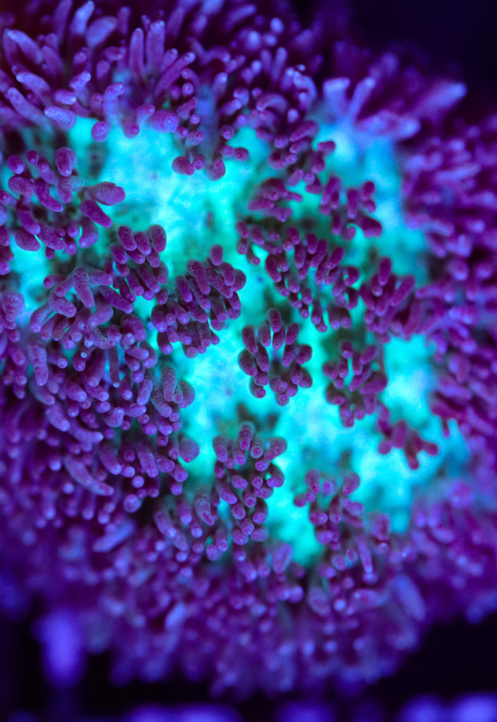 Frag Box Corals