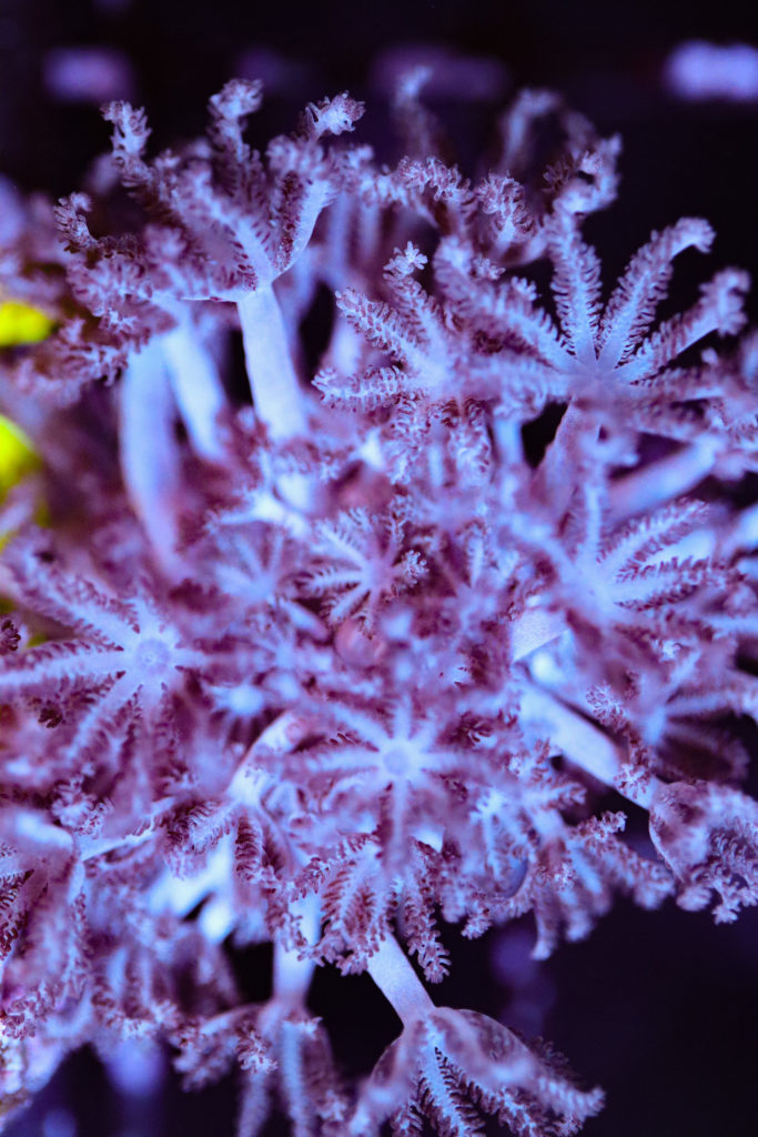 Frag Box Corals