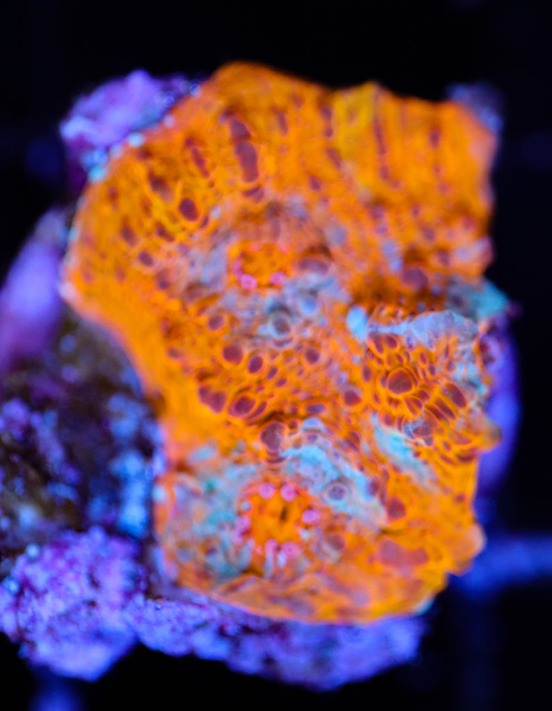 Frag Box Corals