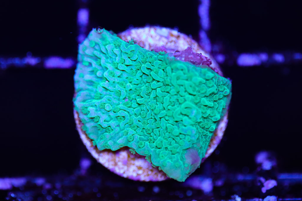 Frag Box Corals
