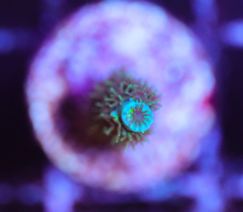 Frag Box Corals