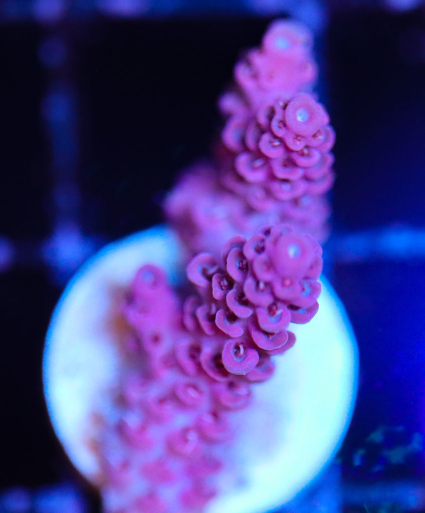 Frag Box Corals