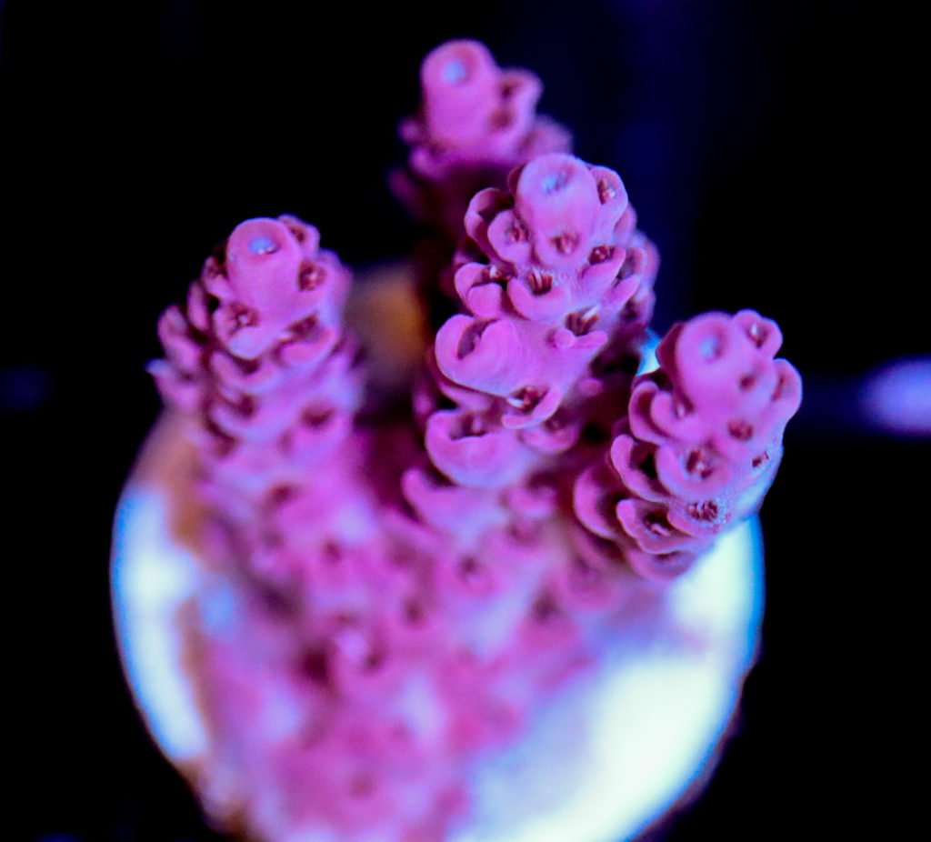 Frag Box Corals