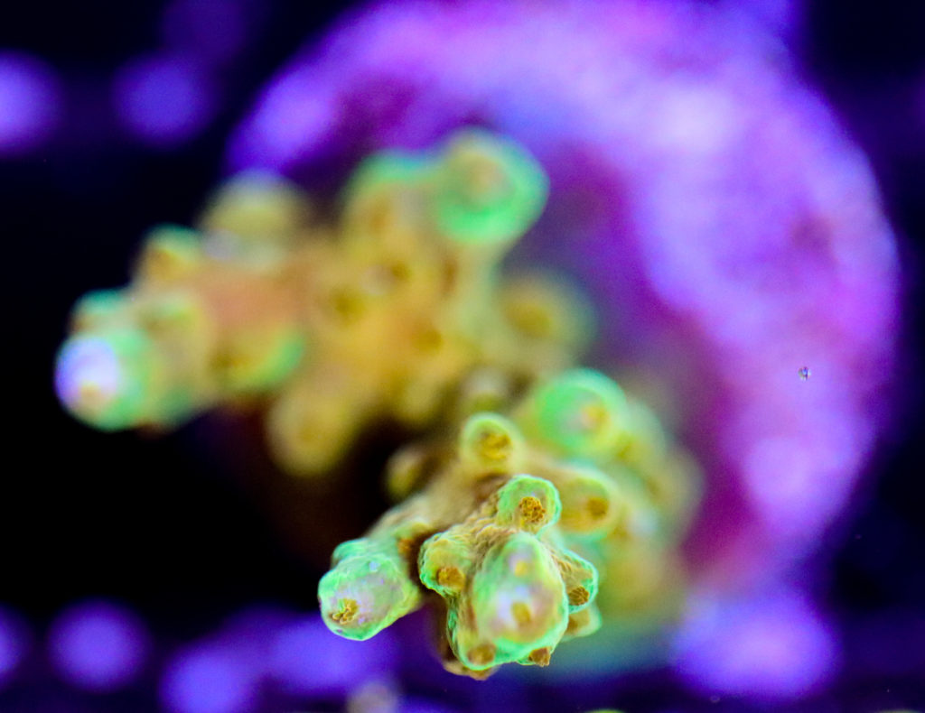 Frag Box Corals
