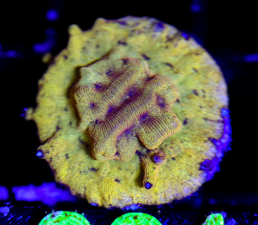 Frag Box Corals