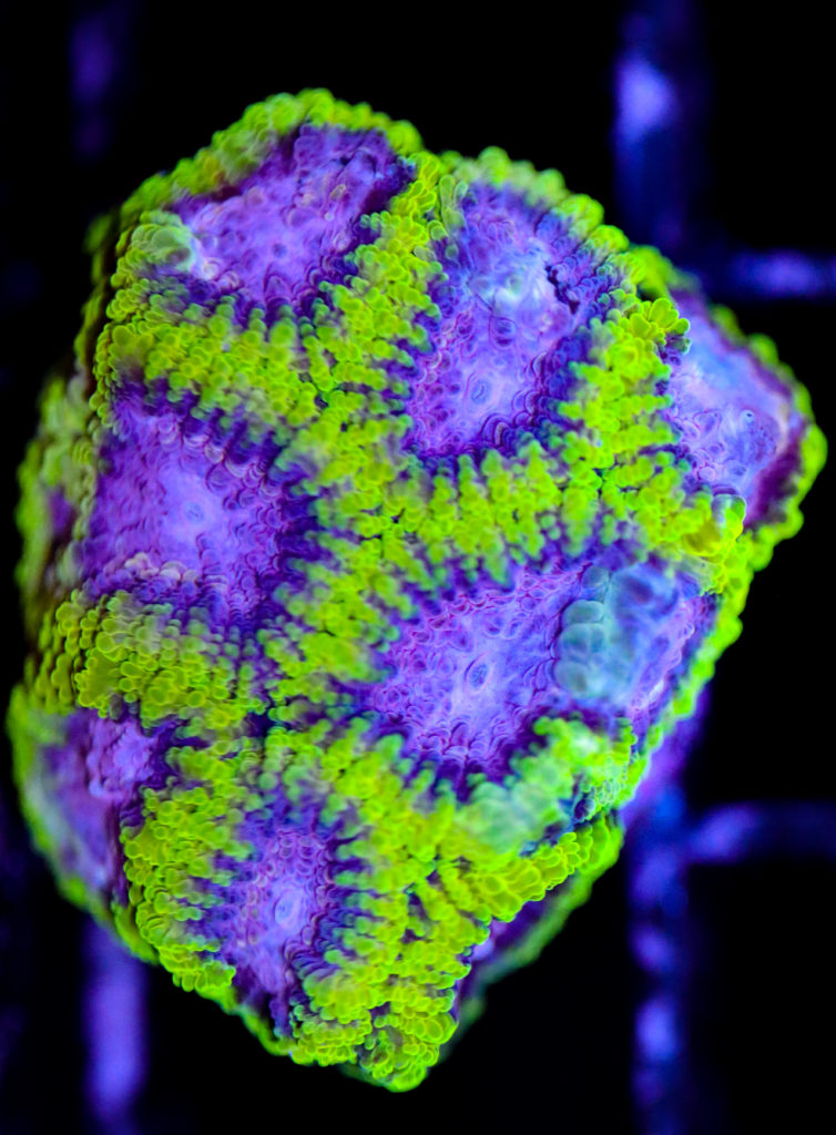 Frag Box Corals