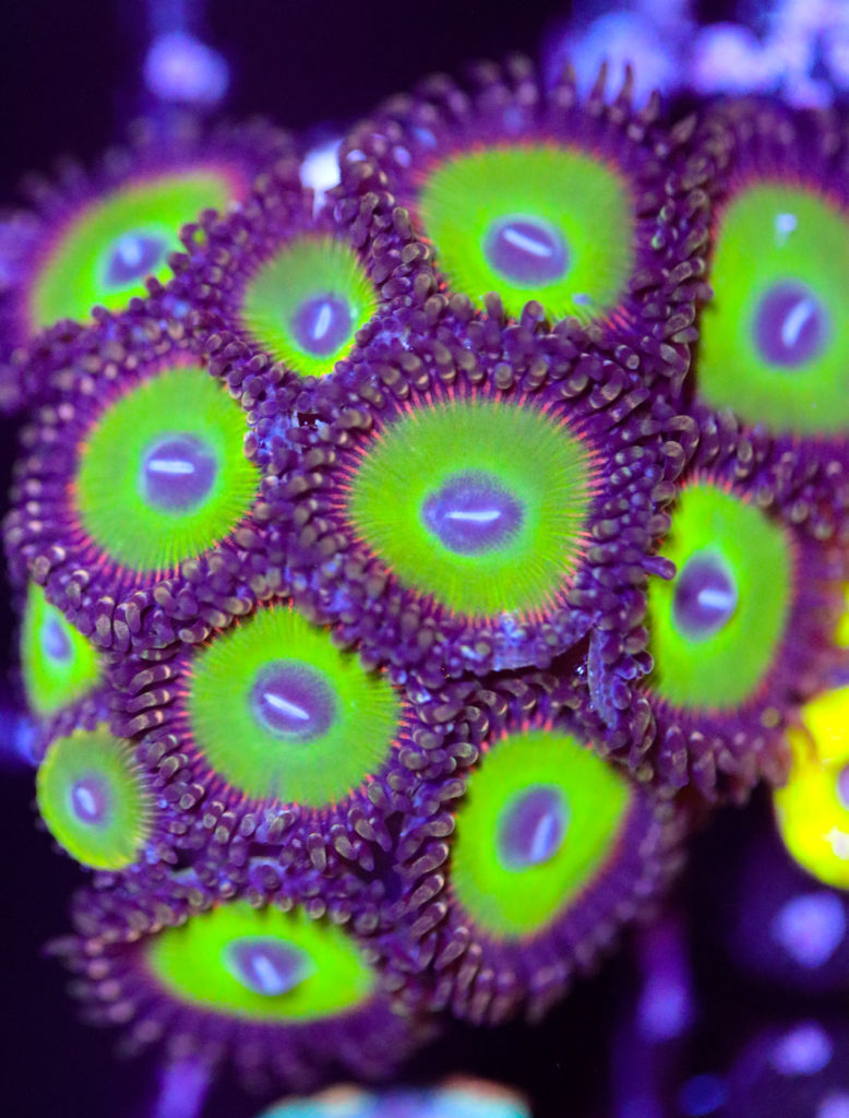 Frag Box Corals