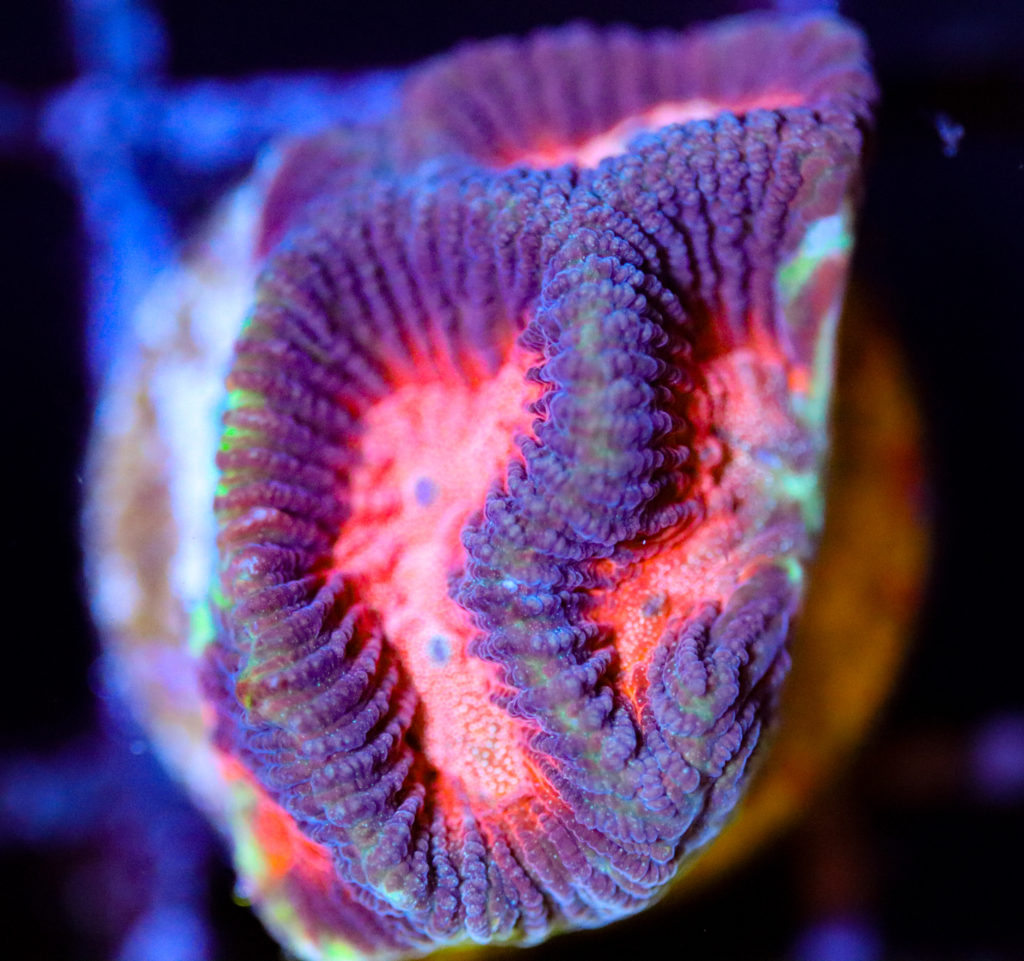 Frag Box Corals