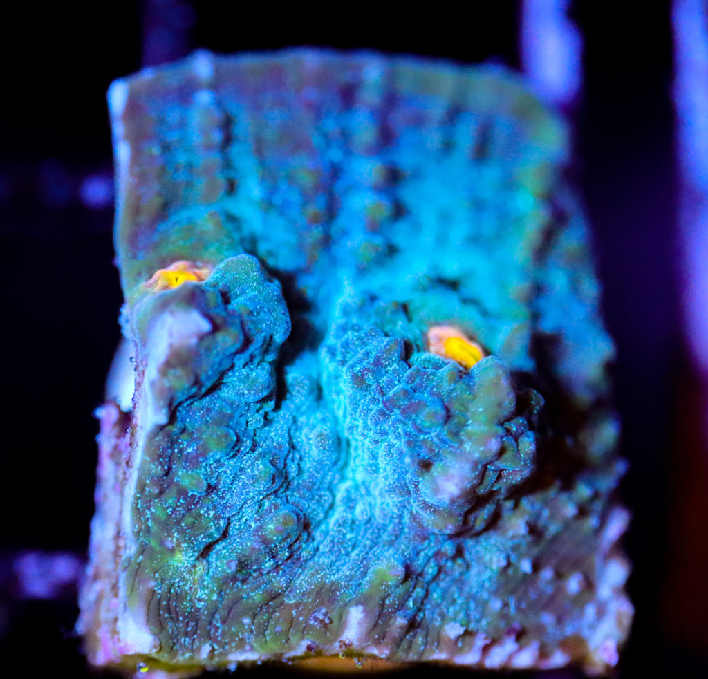 Frag Box Corals