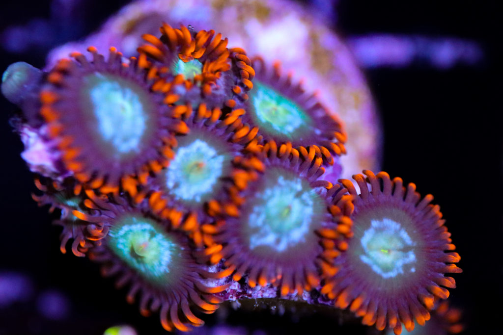 Frag Box Corals