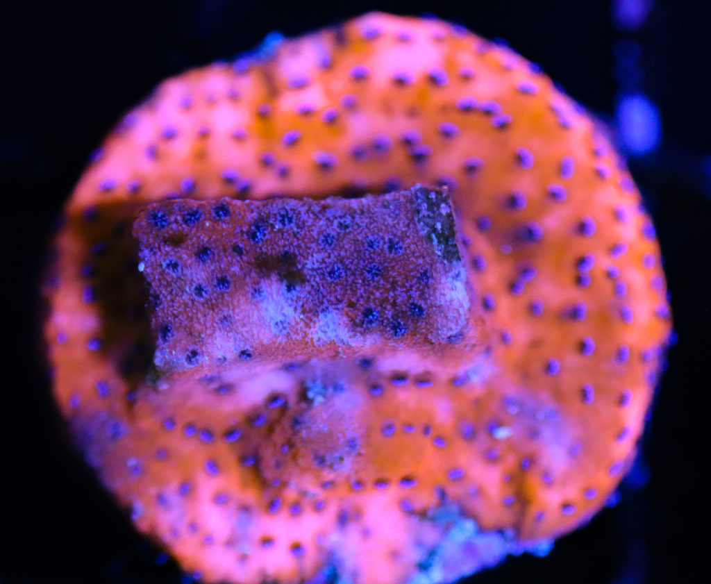 Frag Box Corals
