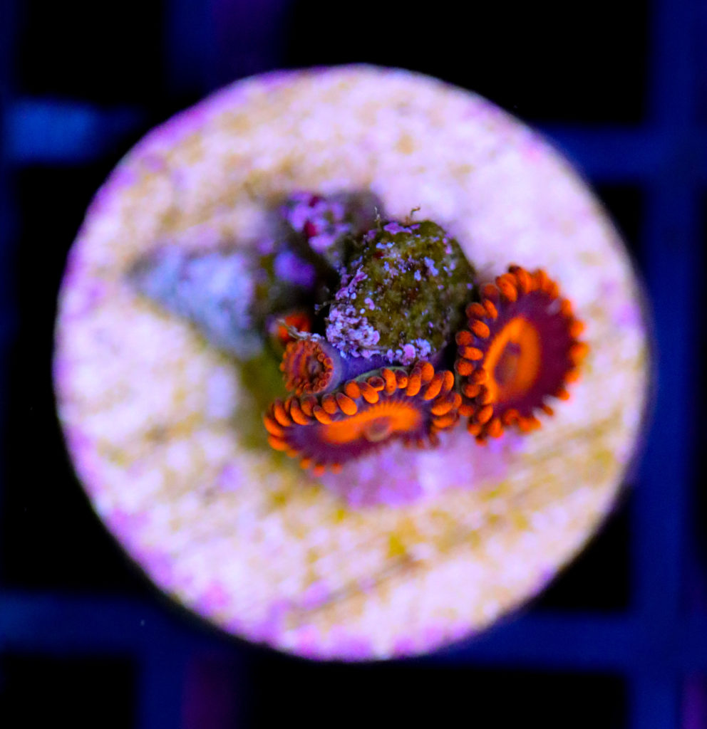 Frag Box Corals