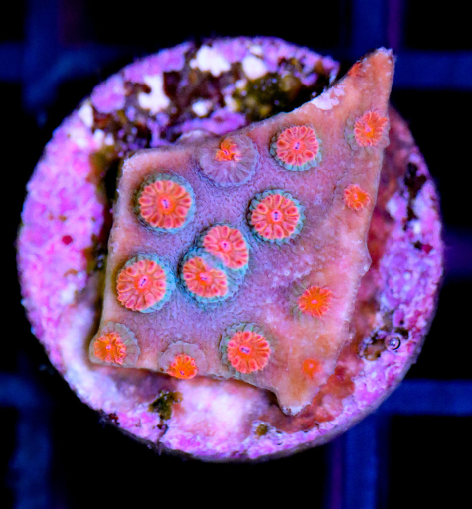 Frag Box Corals
