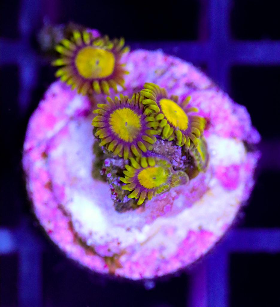Frag Box Corals