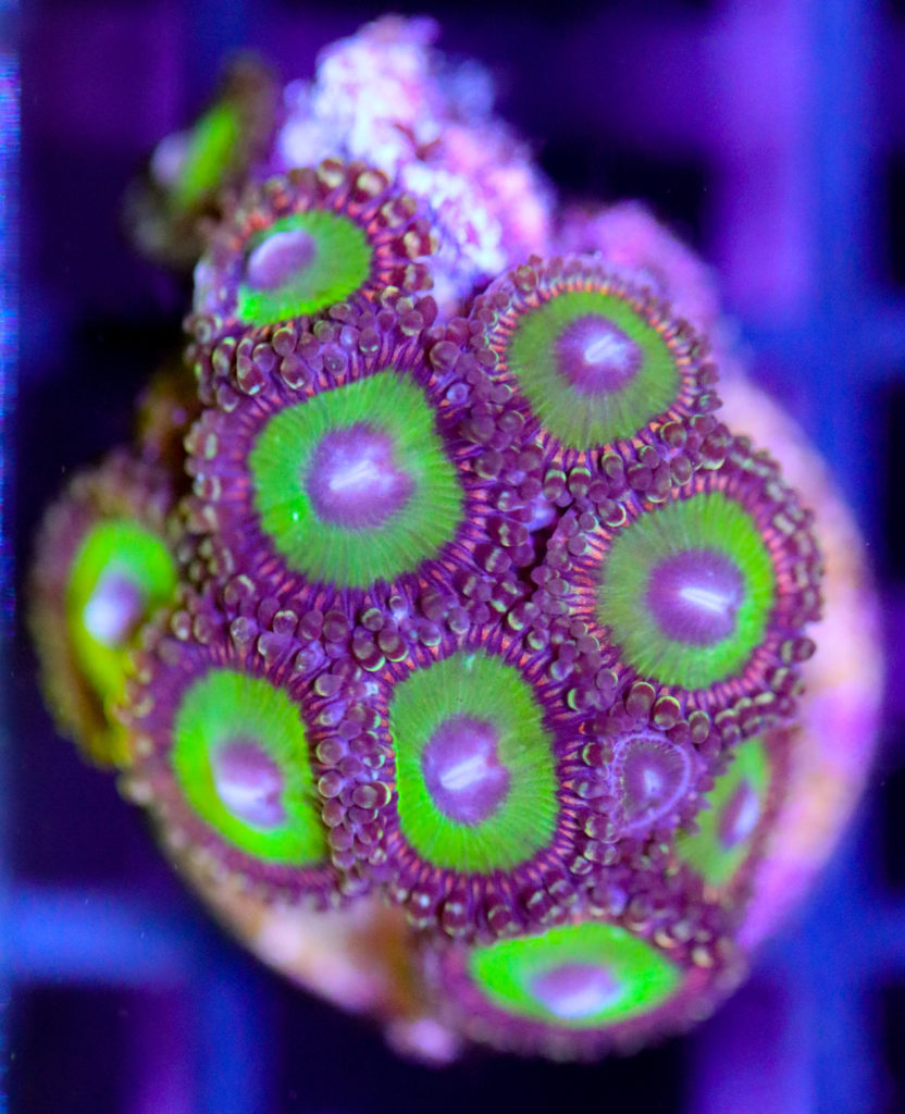 Frag Box Corals
