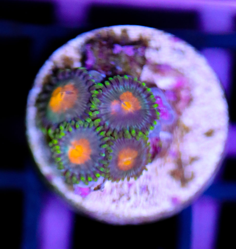 Frag Box Corals