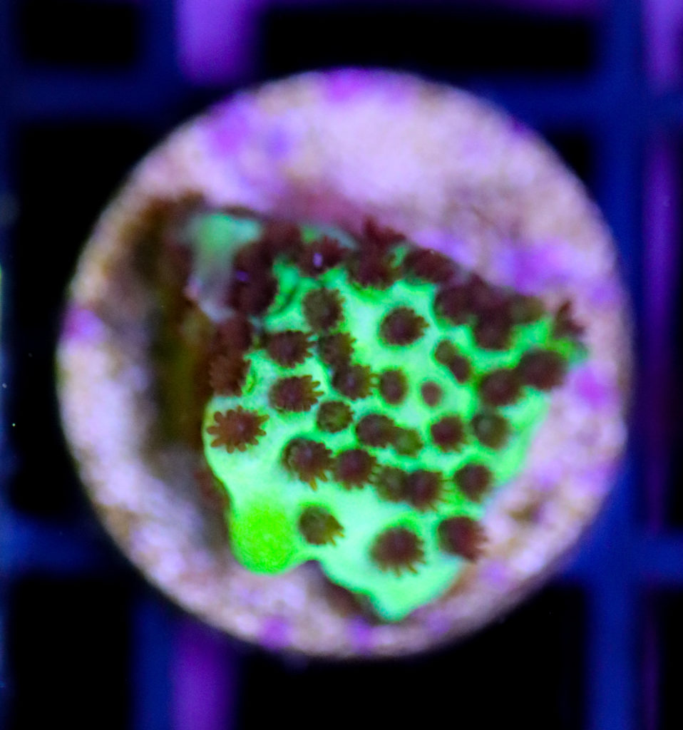 Frag Box Corals