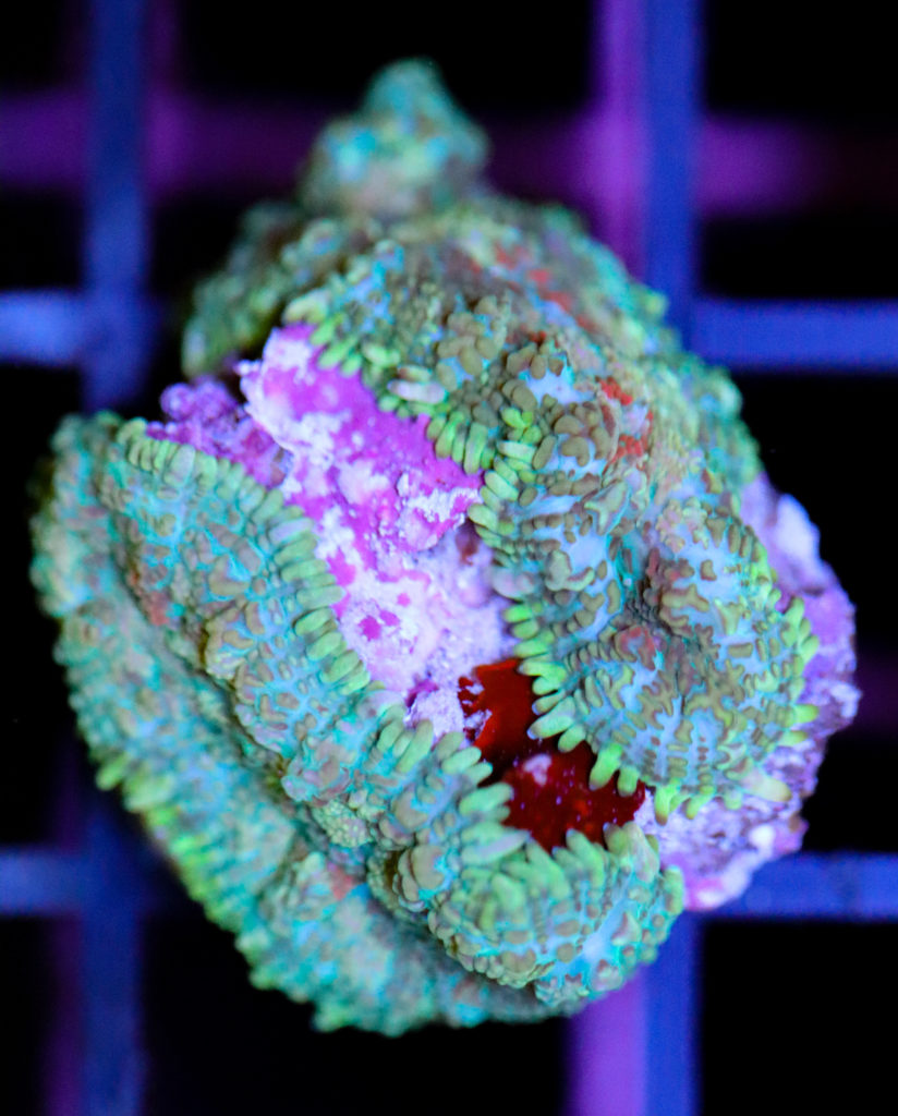 Frag Box Corals