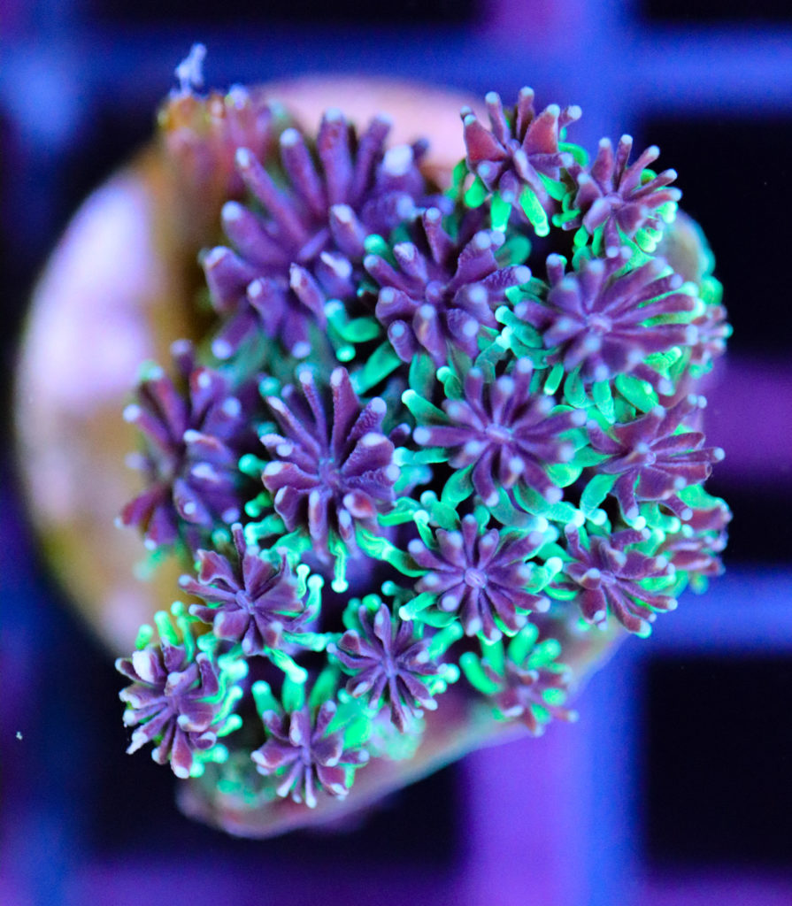 Frag Box Corals