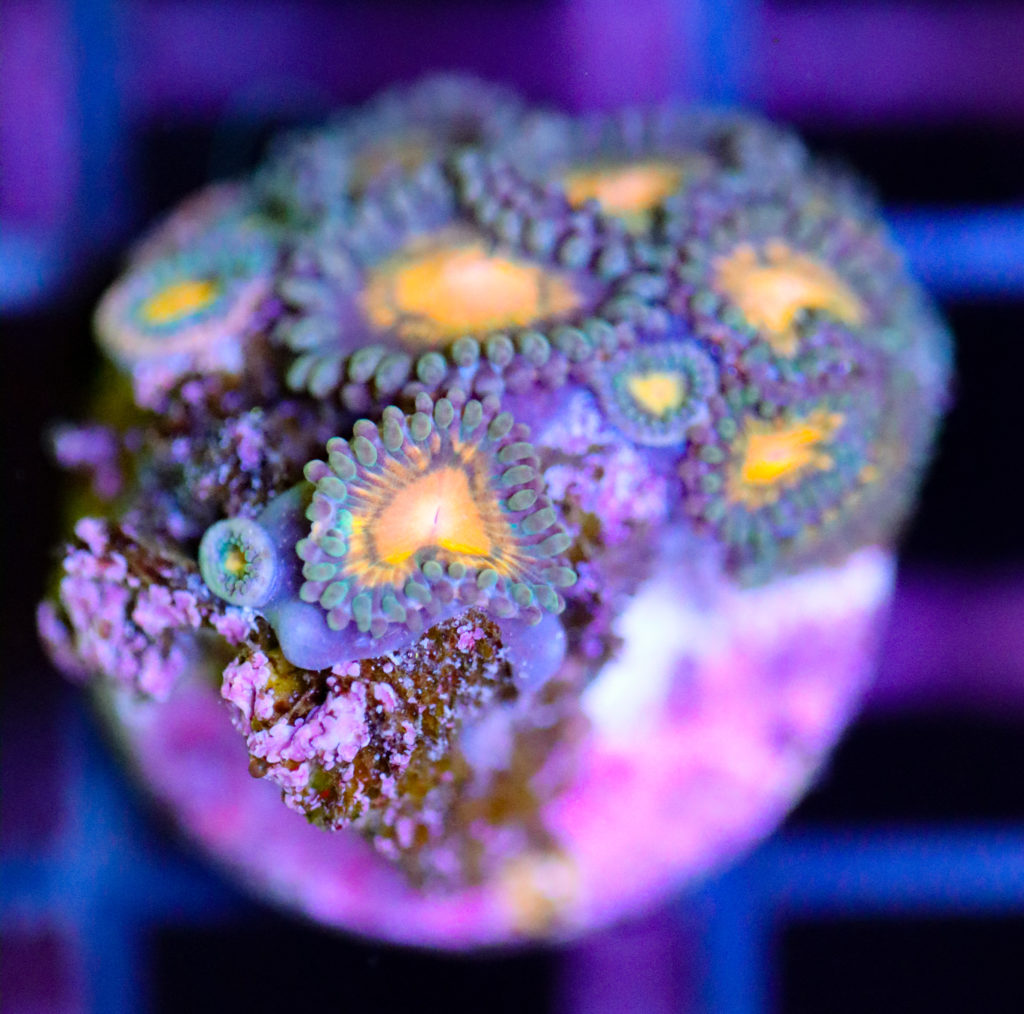 Frag Box Corals