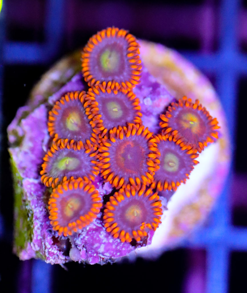 Frag Box Corals