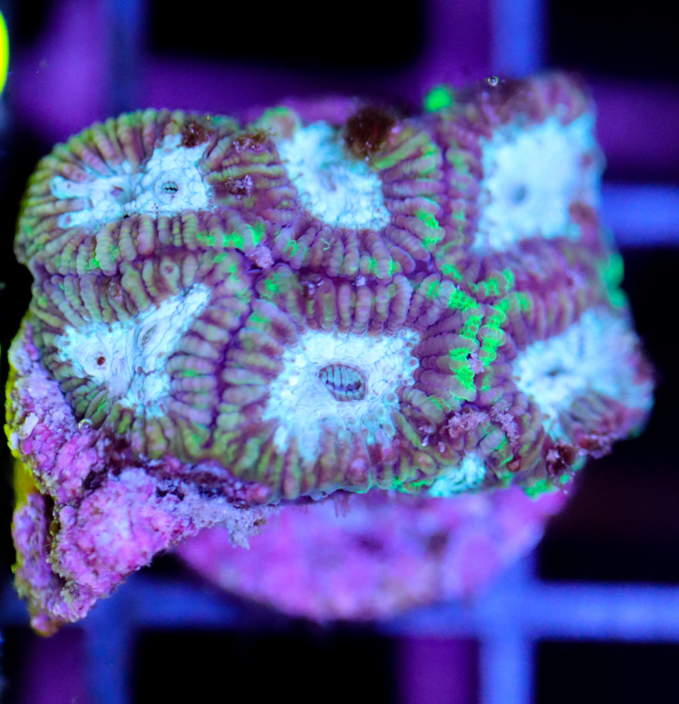 Frag Box Corals