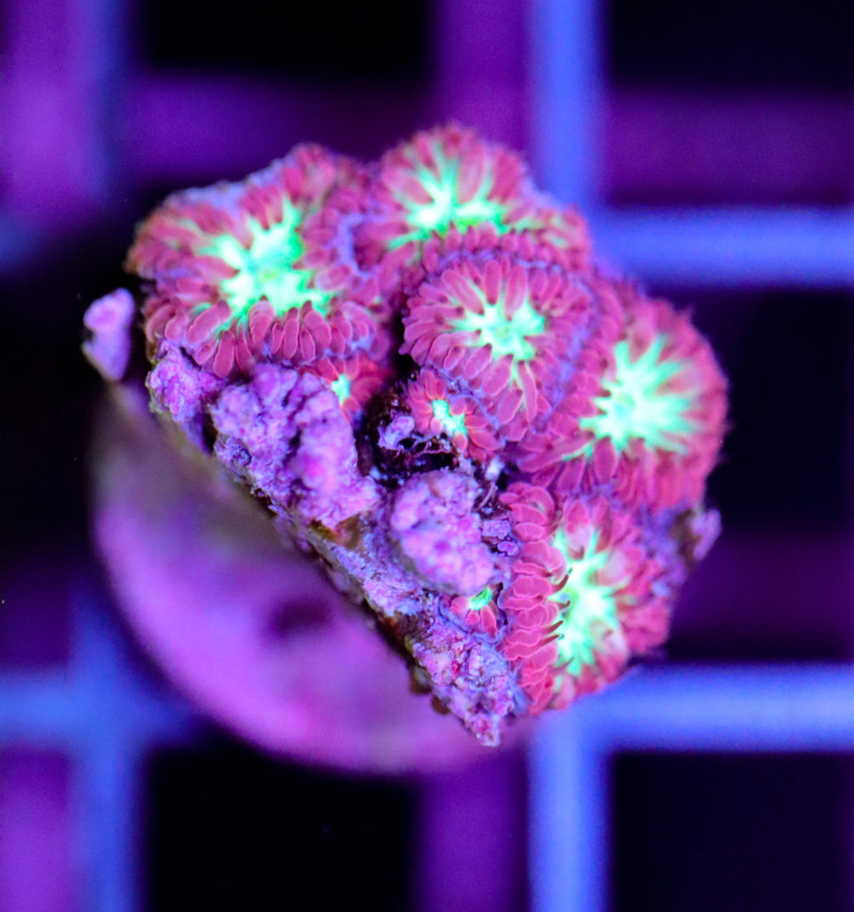 Frag Box Corals
