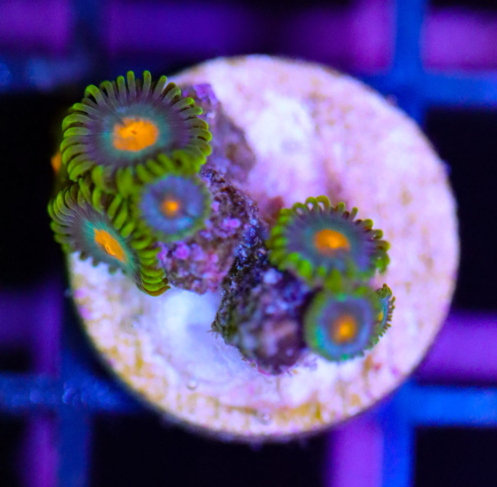 Frag Box Corals