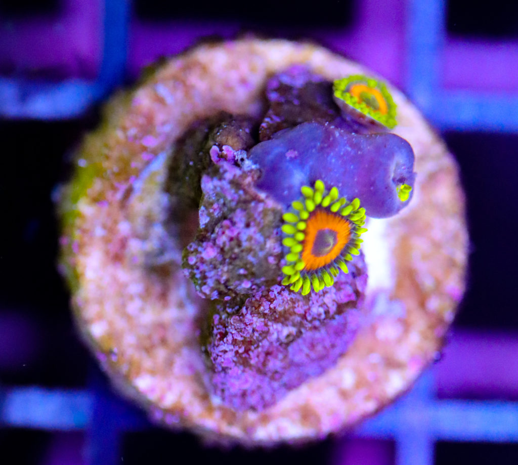 Frag Box Corals