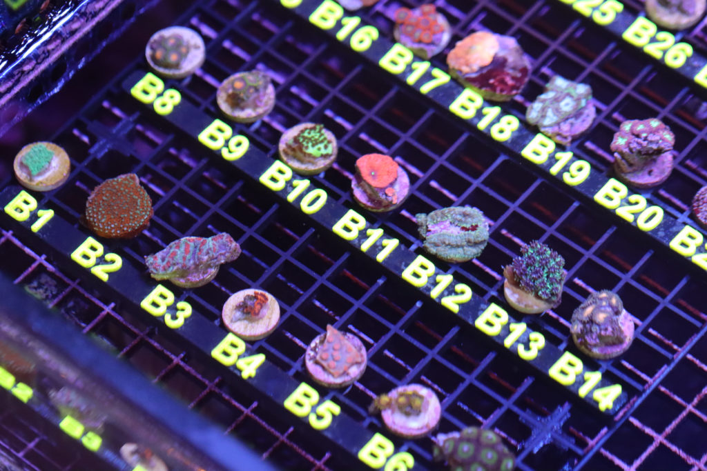 Frag Box Corals
