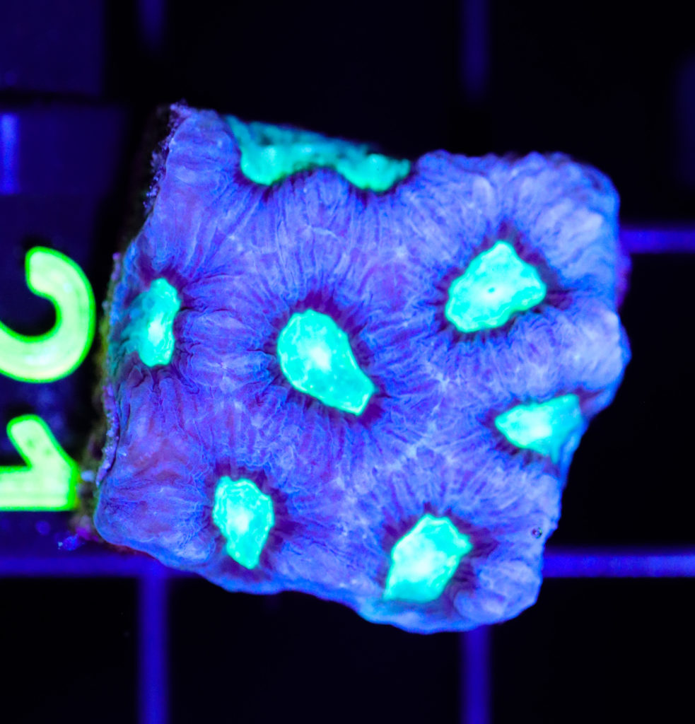 Frag Box Corals