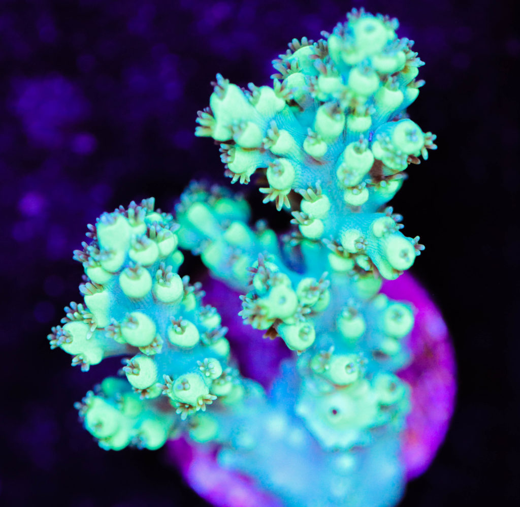 Frag Box Corals