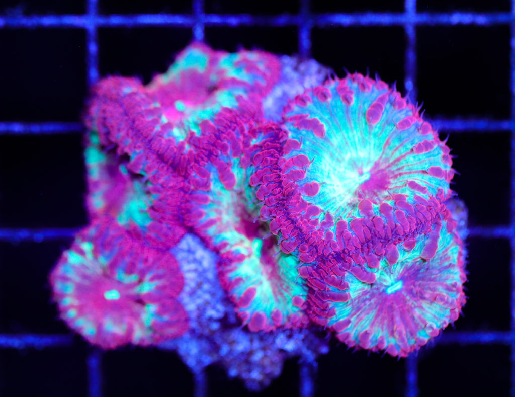 Frag Box Corals