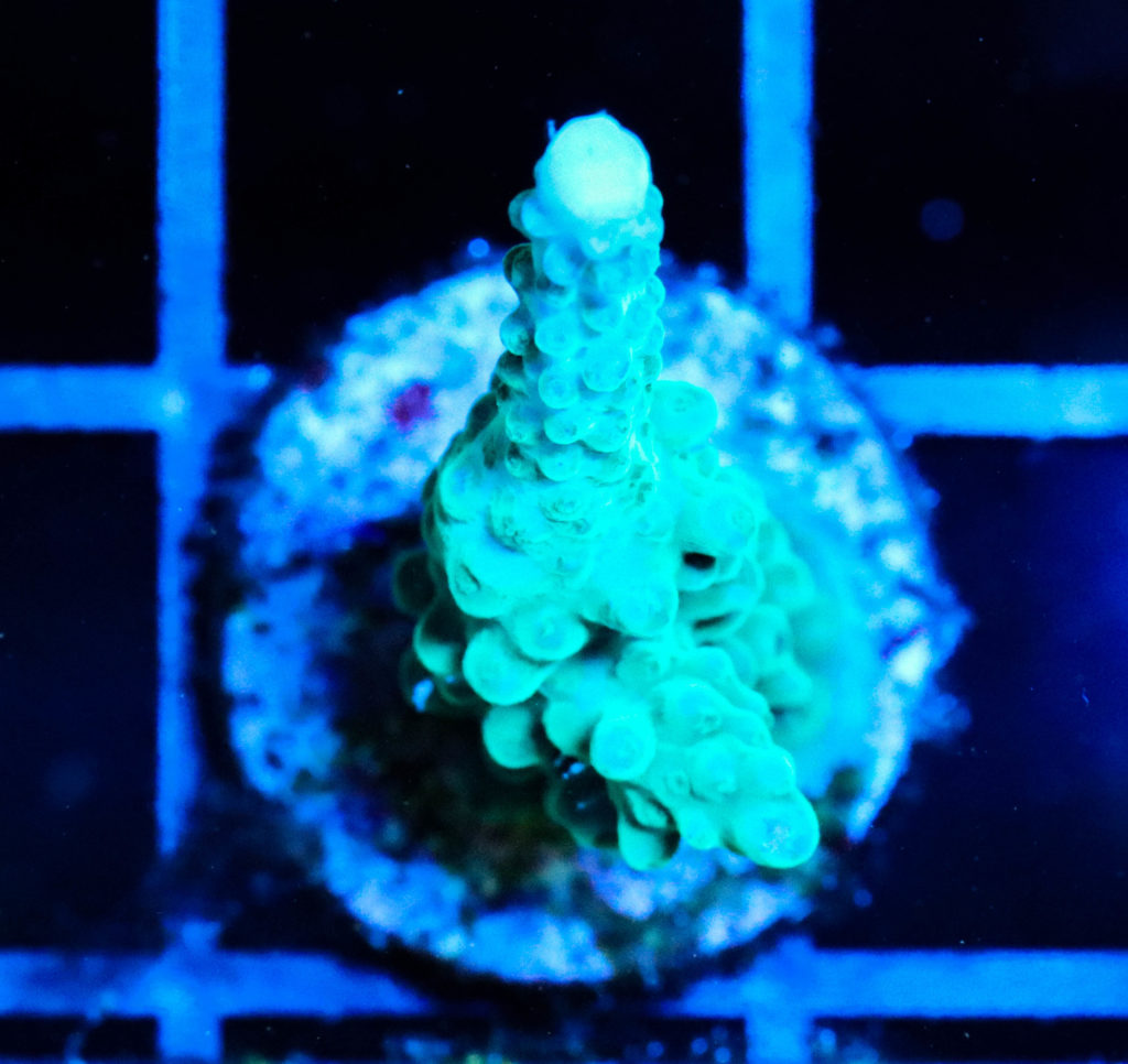 Frag Box Corals