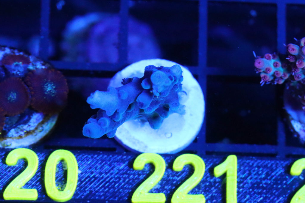 Frag Box Corals